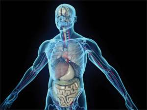 Biology of a human and depression